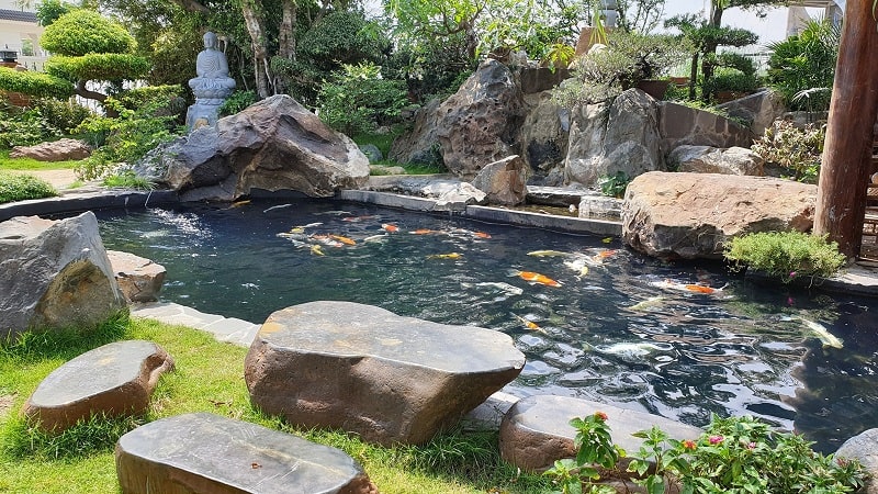 thiết kế quán cà phê cá koi